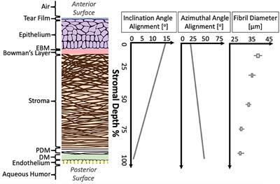 A Review of Structural and Biomechanical Changes in the Cornea in Aging, Disease, and Photochemical Crosslinking